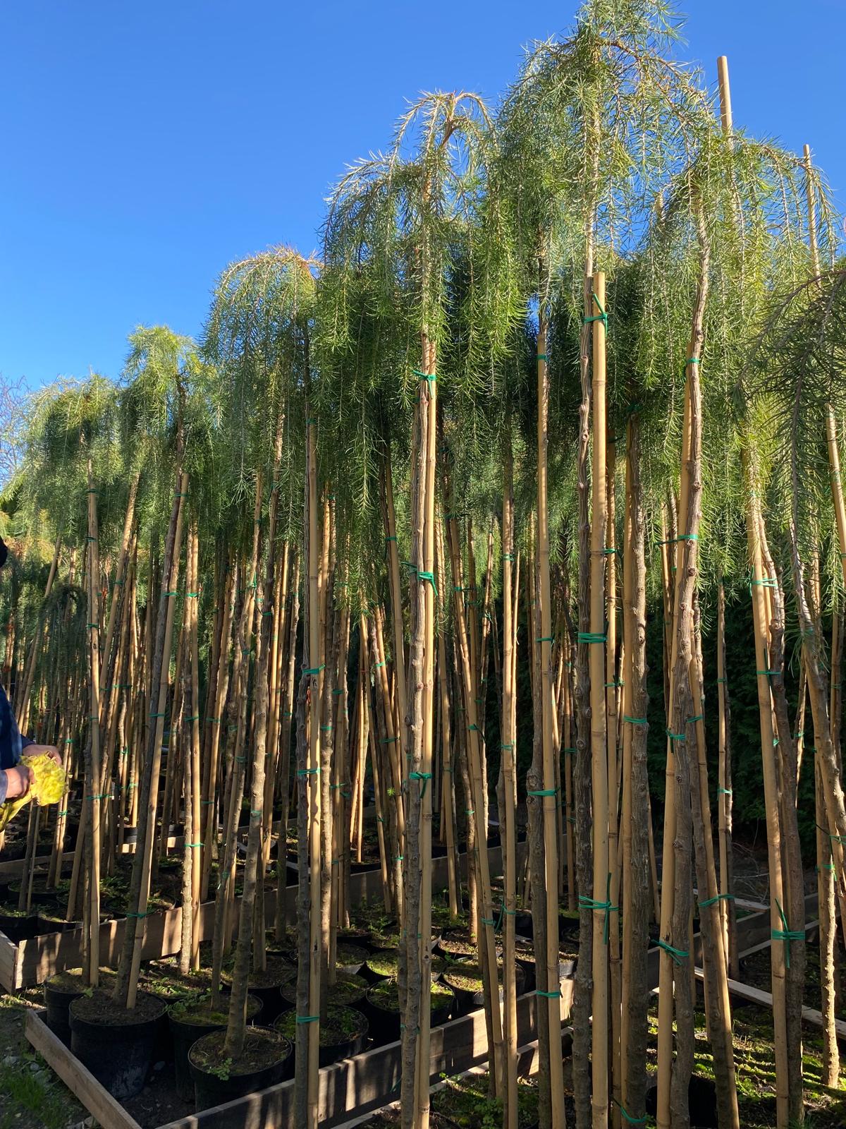 Лиственница кемпфера Стиф Випер штамб